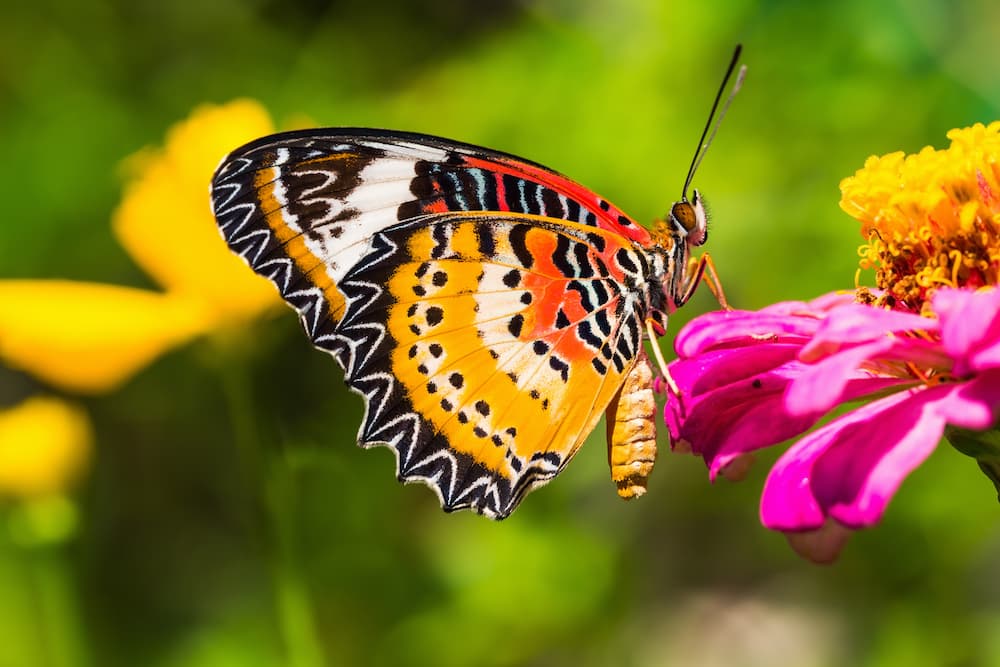 Additional Tips for Florida Butterfly Gardens