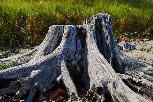 Age of the Stump