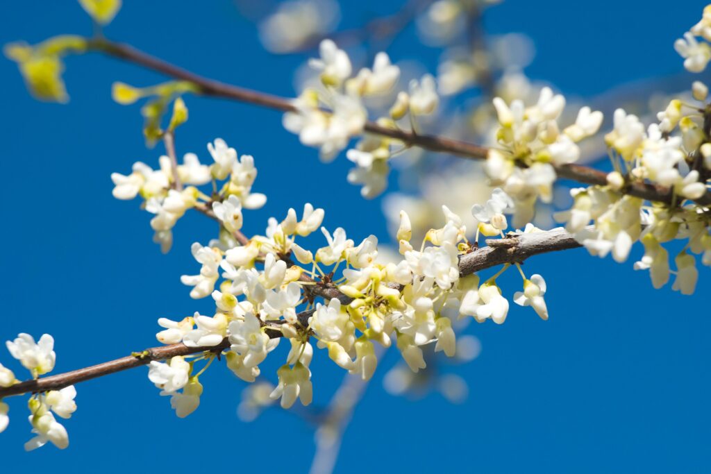 Are early spring white flowering trees safe for pets?