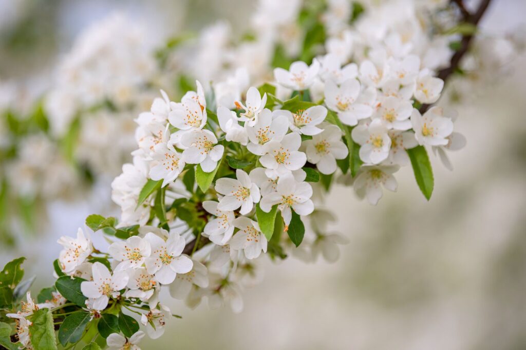 Benefits of Early Spring White Flowering Trees