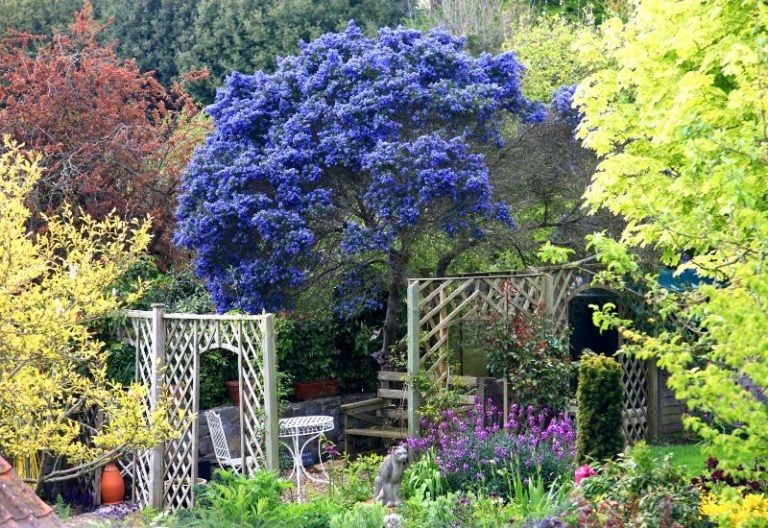 Blue-Leafed Trees and Shrubs