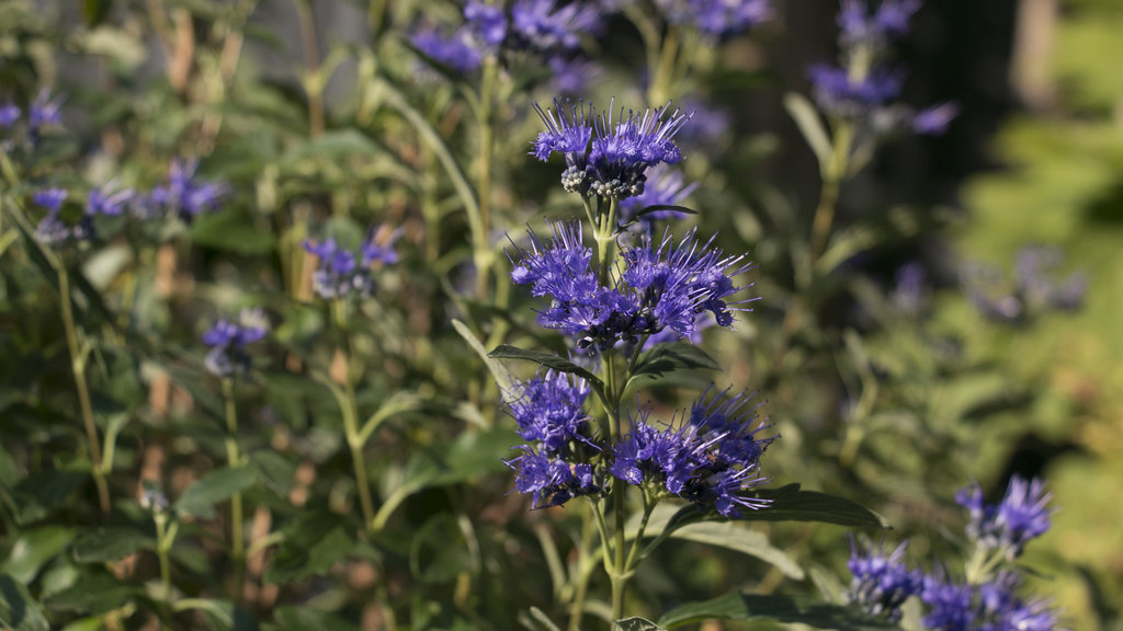 Bluebeard (Caryopteris x clandonensis)