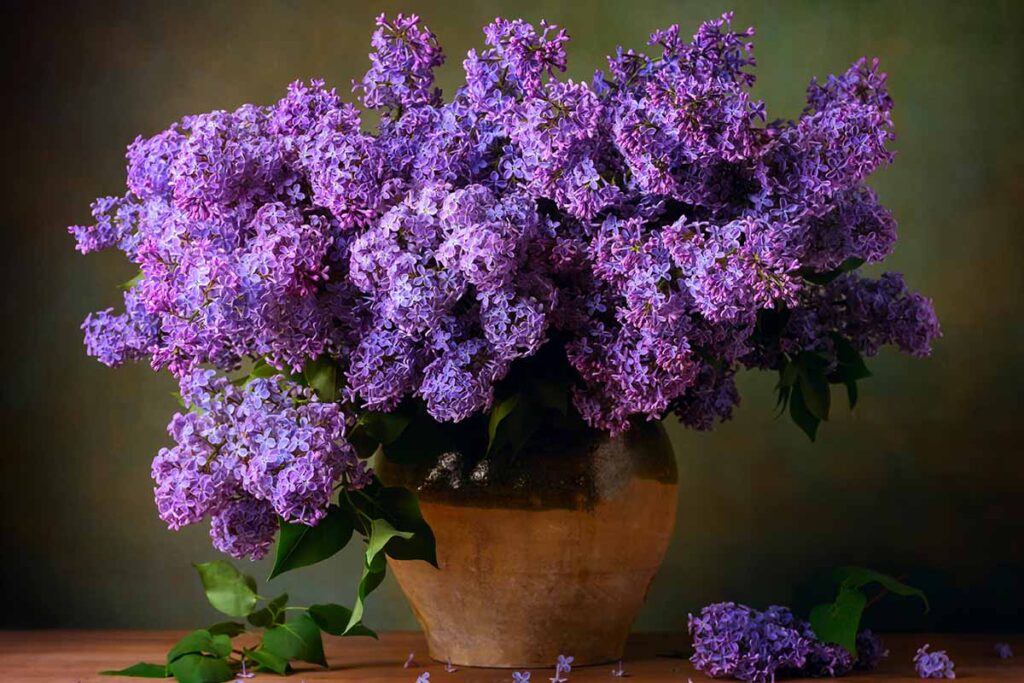 Can I grow purple flower trees in containers?