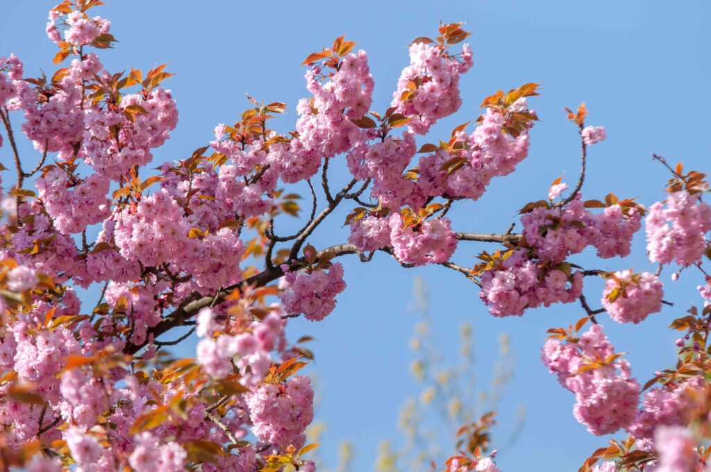 Cherry Blossom (Prunus serrulata)