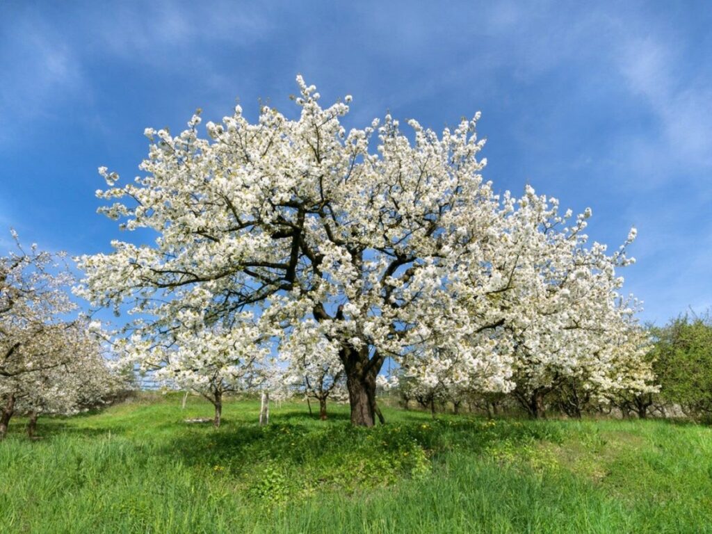 Common Issues with Flowering Trees and How to Solve Them