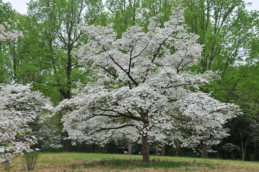 Dogwood Tree (Cornus florida)