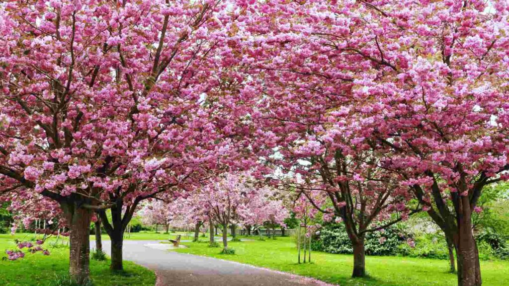 FAQs About Pink Spring Tree Flowers