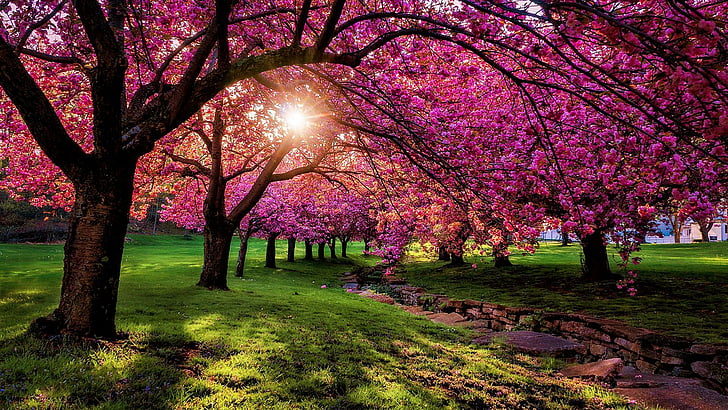 How to Plant a Pink Bloom Tree