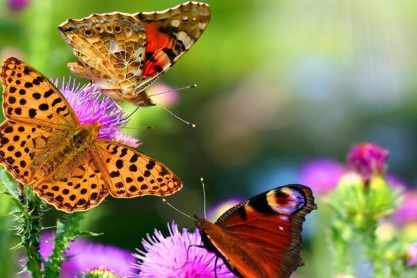 How to create a butterfly garden