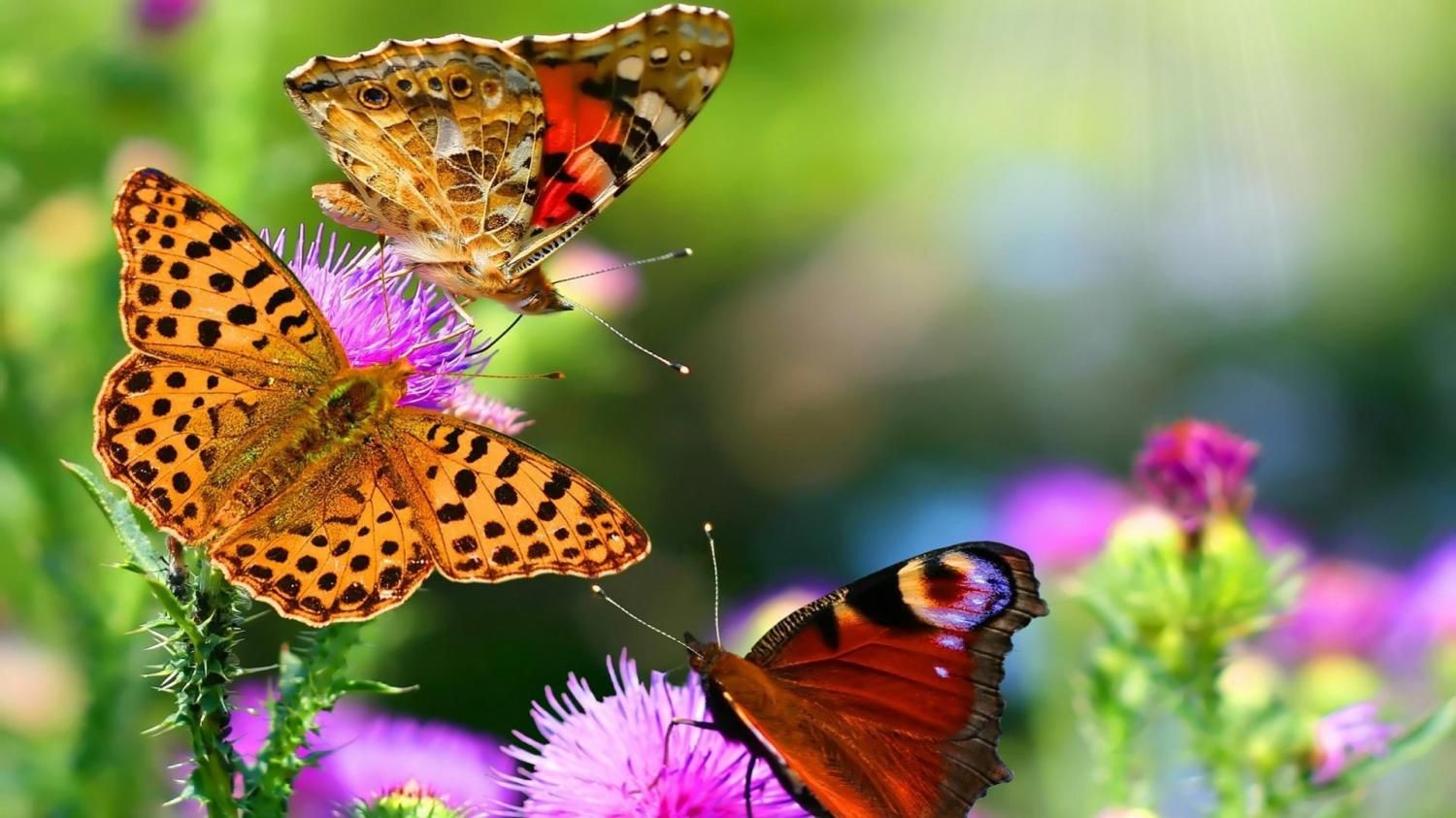 How to create a butterfly garden