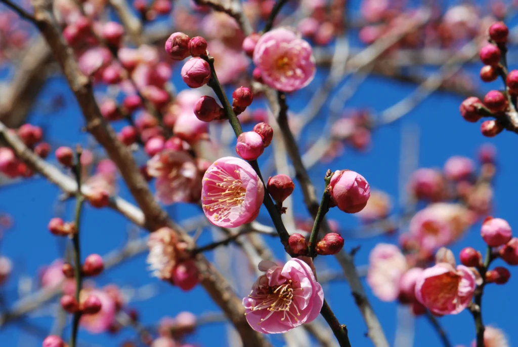 Japanese Apricot (Prunus mume)