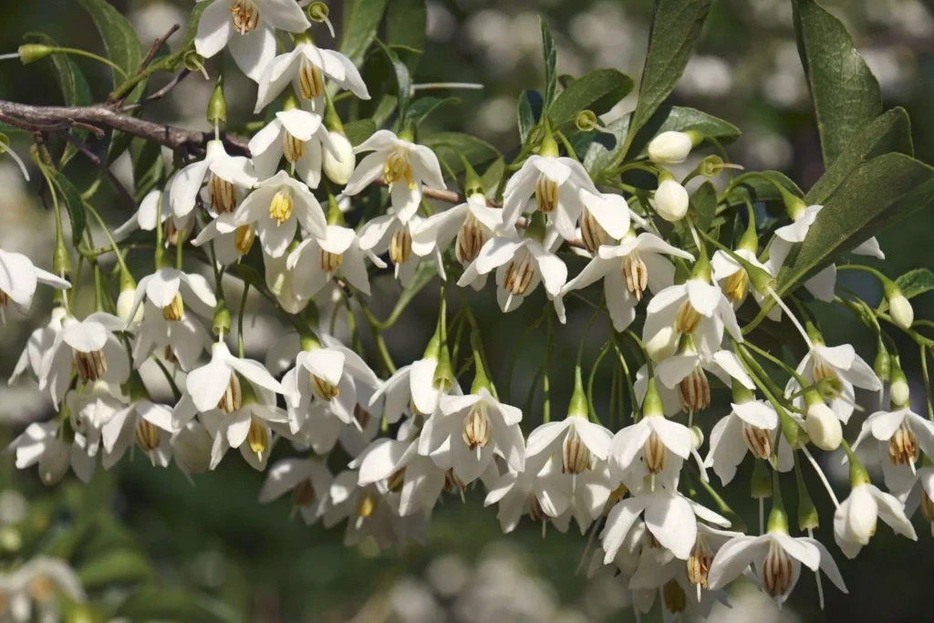 Japanese Snowbell (Styrax japonicus)