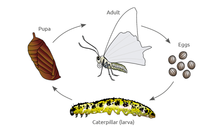 What Do the Moths Do During the Winter? Unveiling Their Seasonal ...