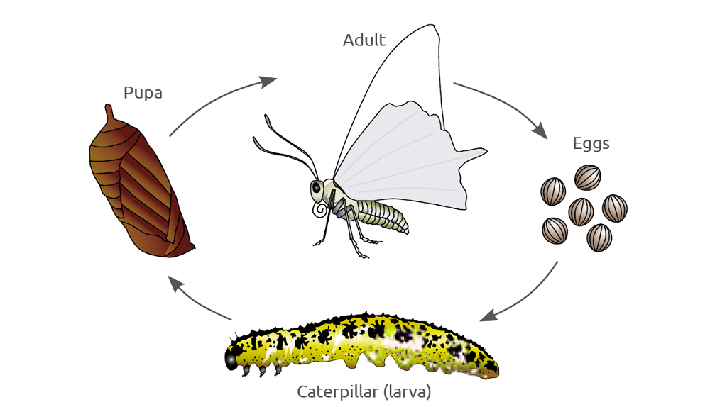 Lifecycle Overview of Moths