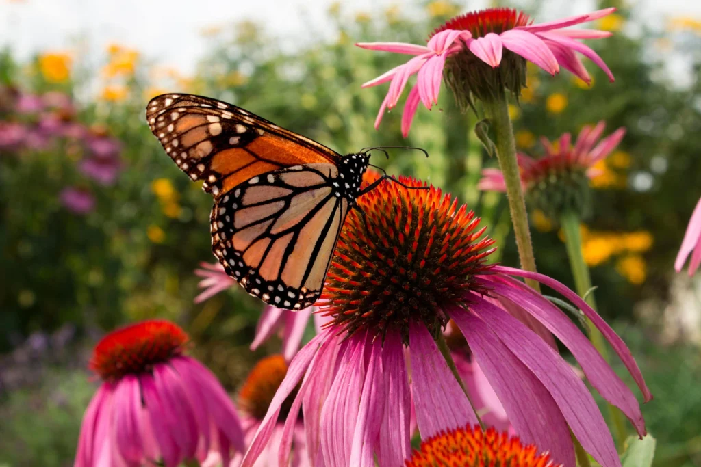 Maintaining Your Butterfly Garden