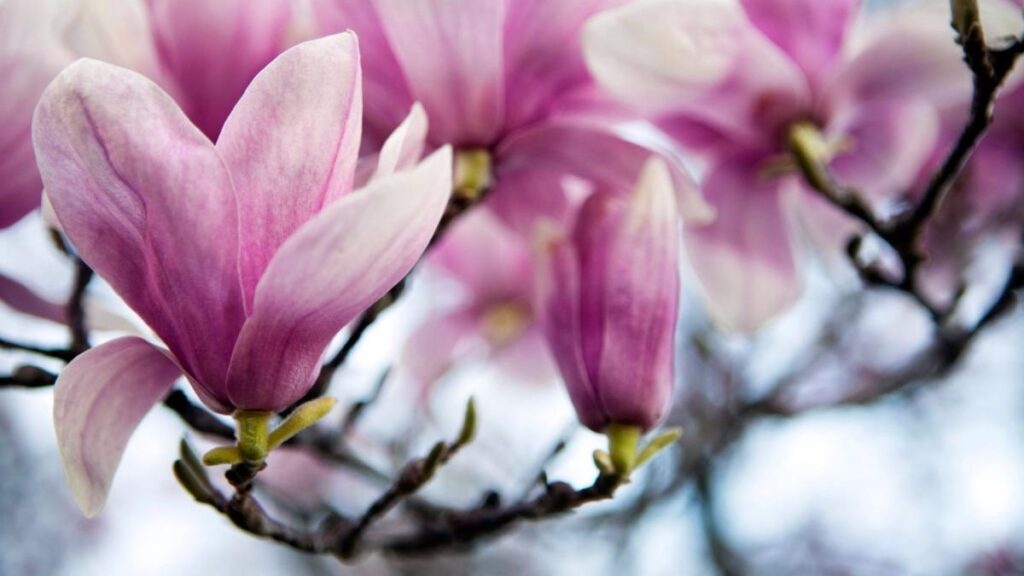 Pink Magnolia (Saucer Magnolia)