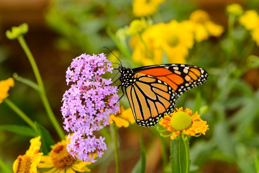 Planning Your Butterfly Garden