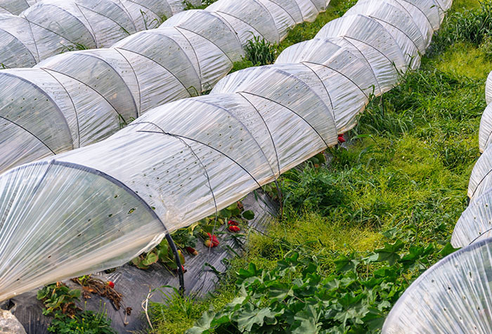 Protecting Your Garden from Extreme Weather