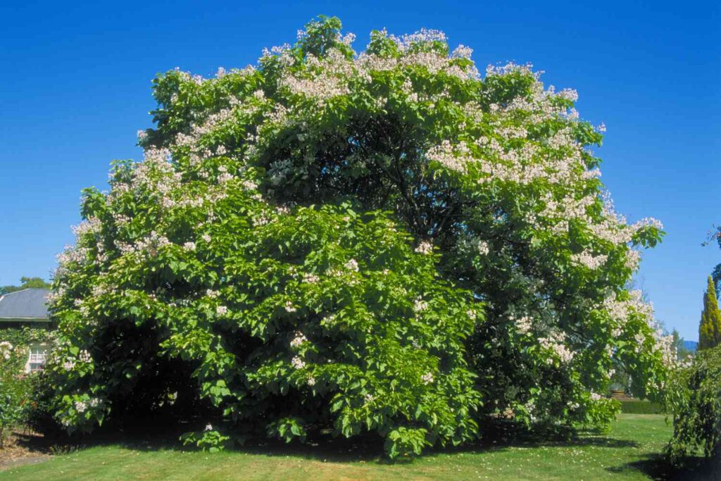 Southern Catalpa