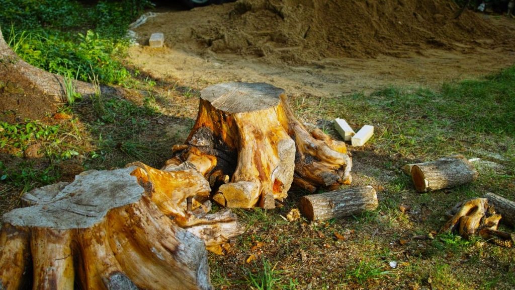 Step-by-Step Guide to Stump Removal