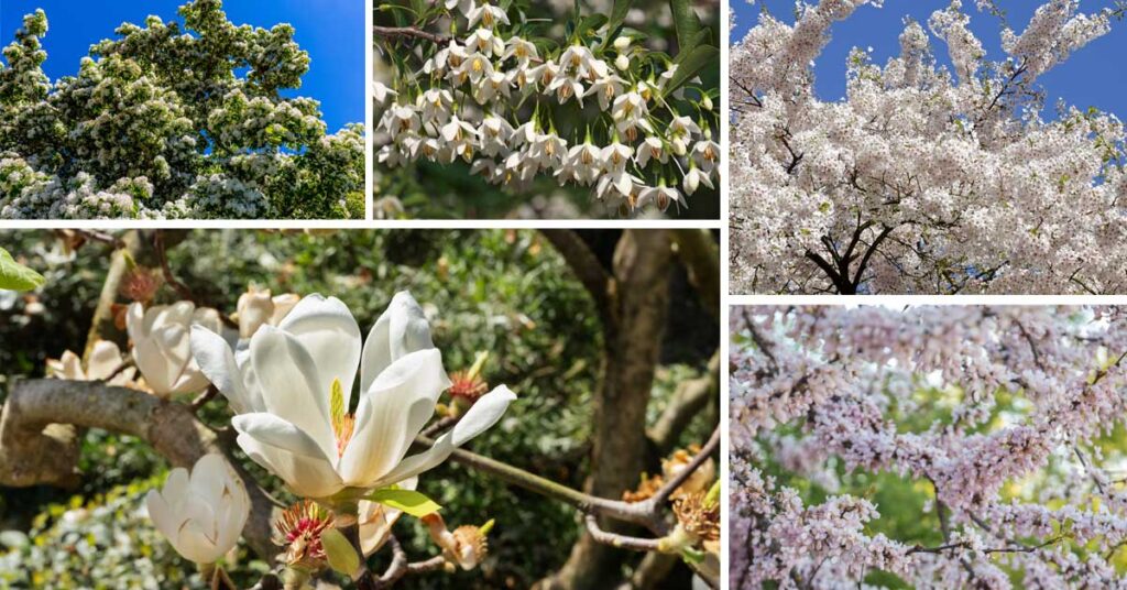 The Benefits of Planting Trees with Big White Flowers