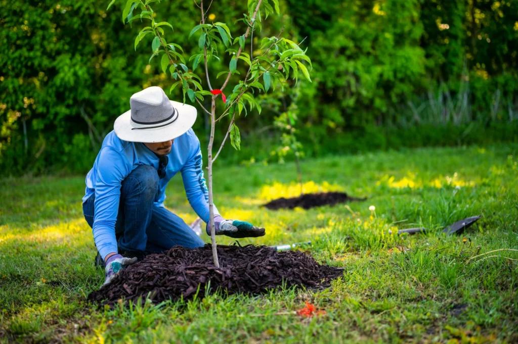 Tips for Incorporating These Trees into Your Garden