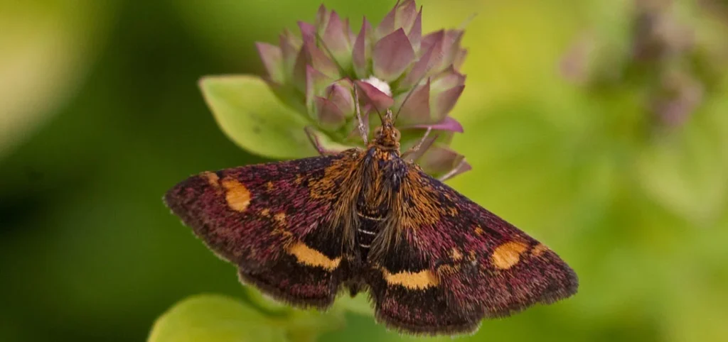 Tips for Protecting Moths During Winter
