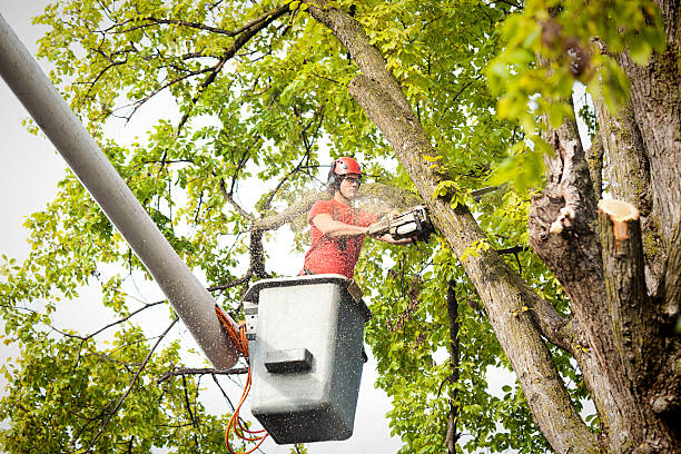 Tools and Equipment Needed for Removing a Dead Oak Tree