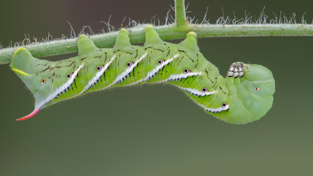 Types of Predators That Threaten Moth Larvae