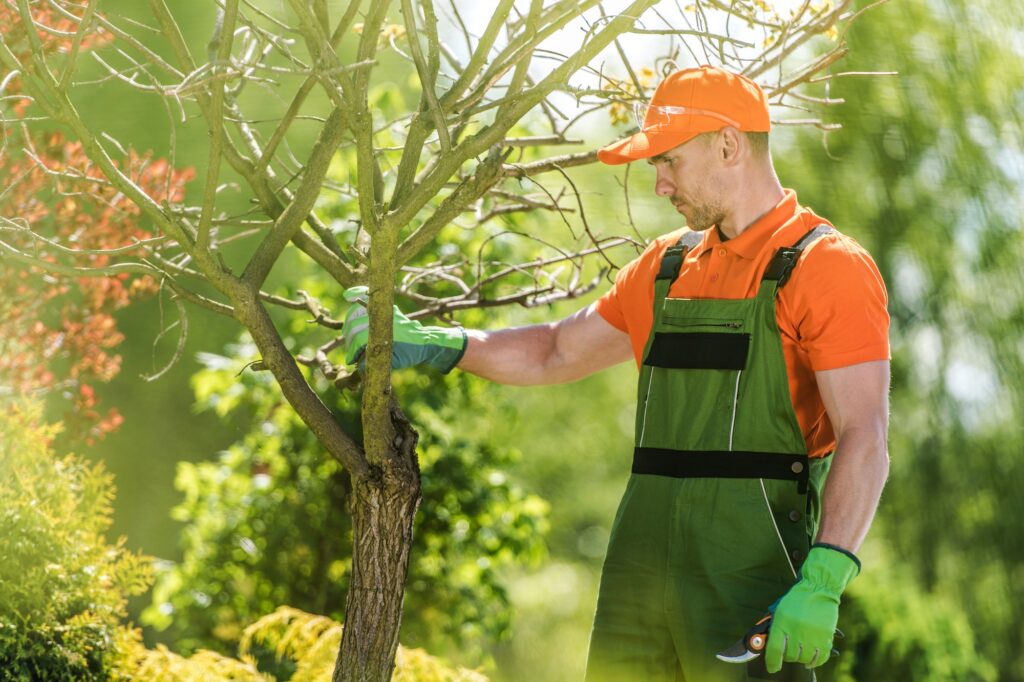 Types of Services Offered by Arborists