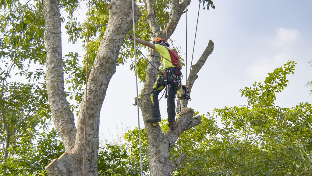 What Is an Arborist?