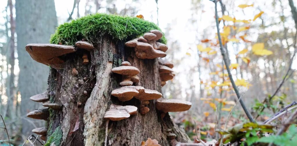 What is Tree Fungus?