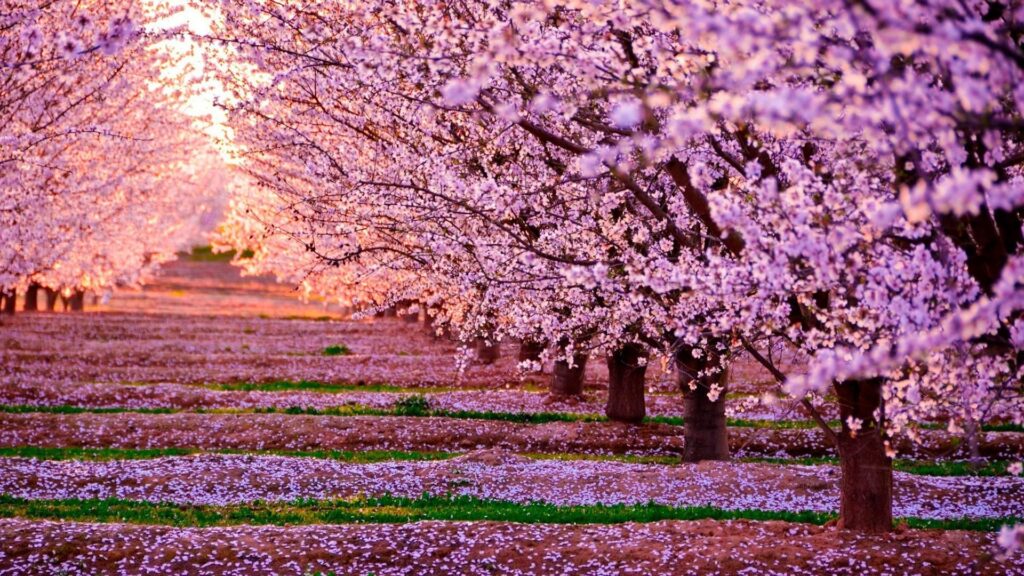 What is the Pink Bloom Tree?