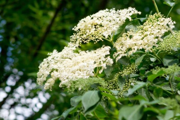 White Flowering Trees