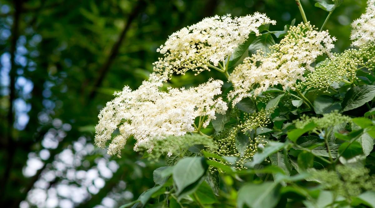 White Flowering Trees