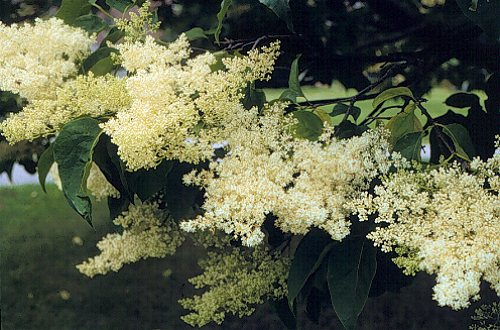 White Lilac Tree (Syringa reticulata)