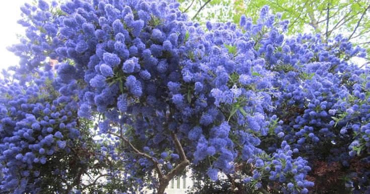 Why Choose Blue Flowering Trees?