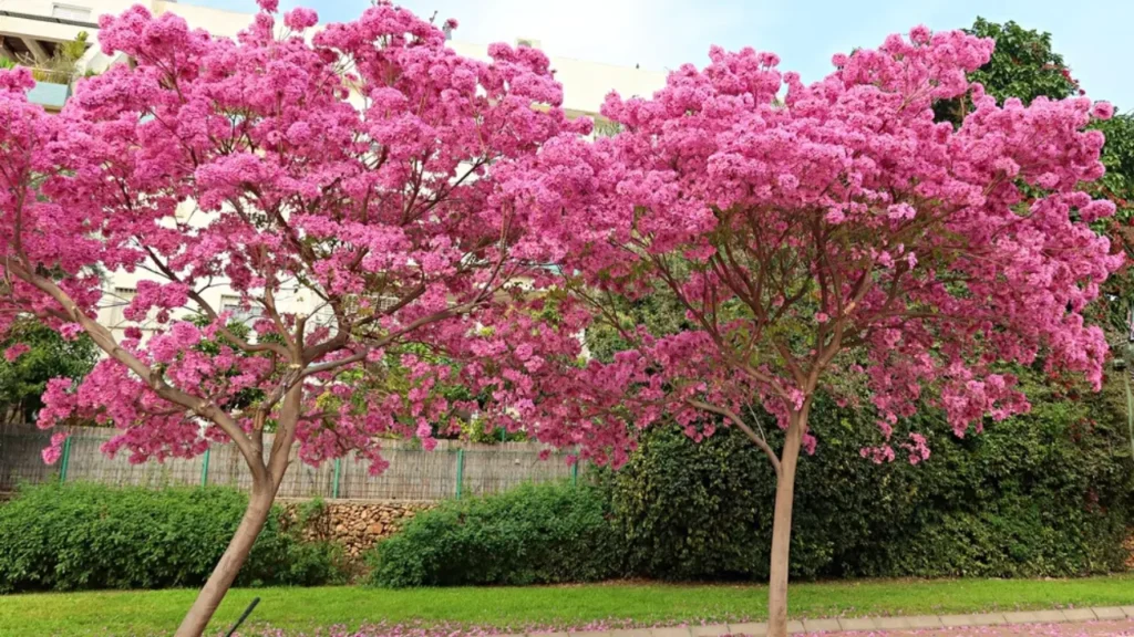 Why Choose Pink Flowering Trees for Your Florida Garden?