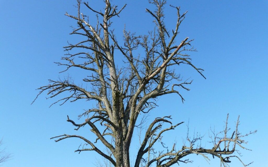 Why Dead Oak Trees Need to Be Removed