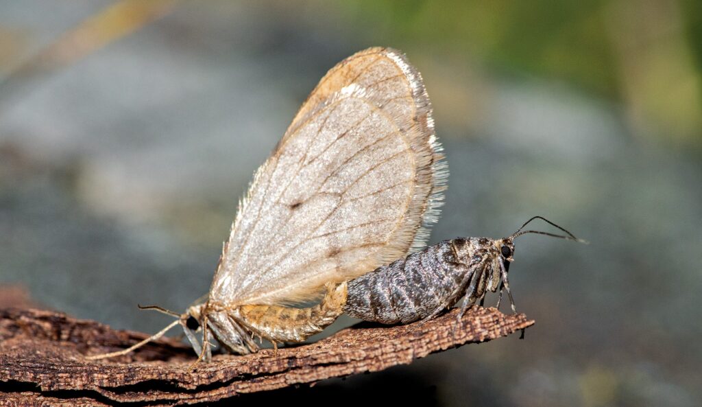 Why is moth survival during winter important?