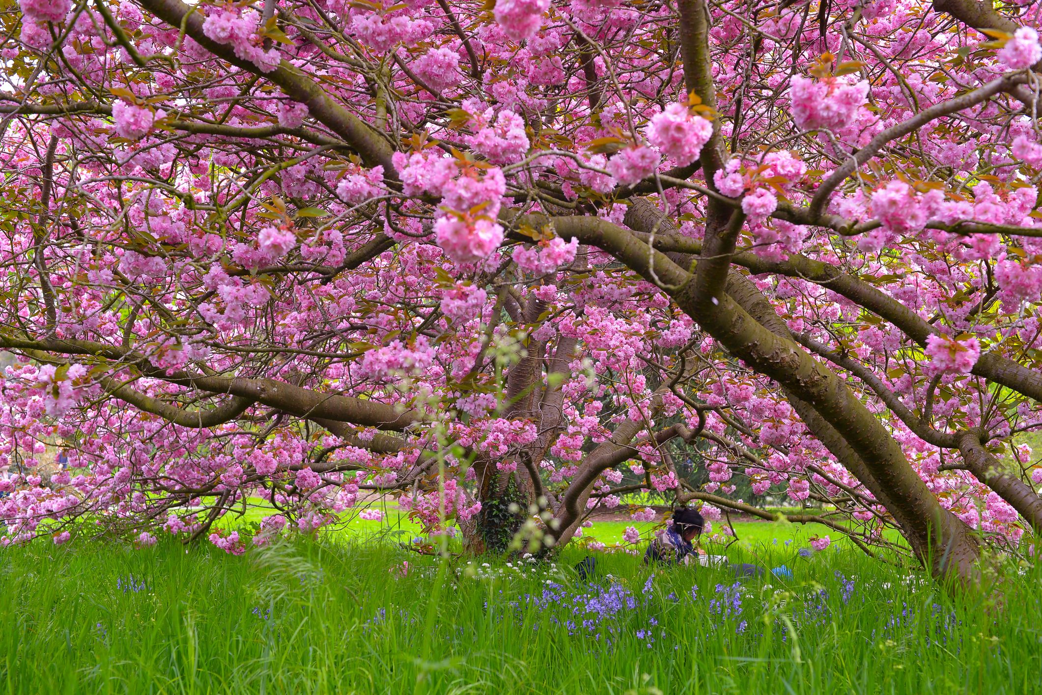 best flowering trees 20 foot tall