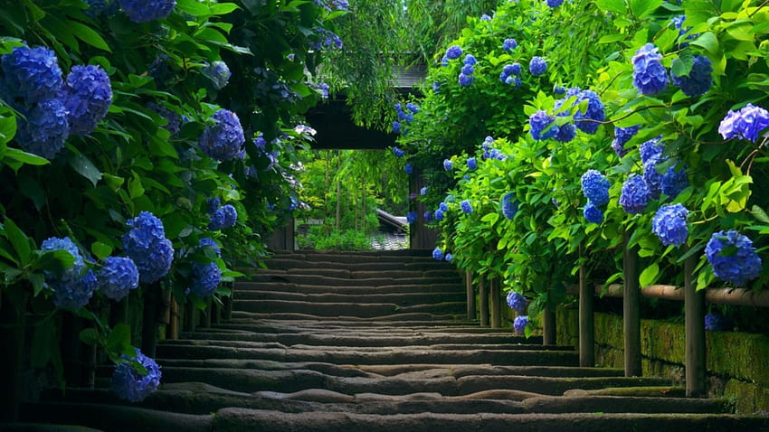 blue flowering trees