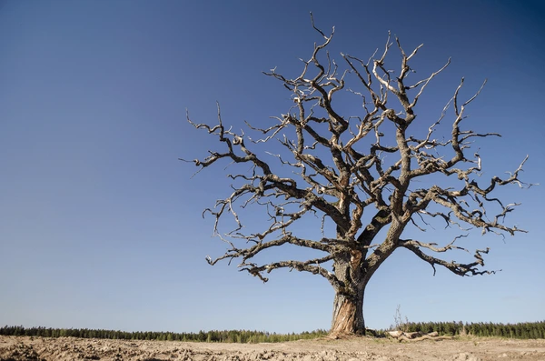 dead oak tree