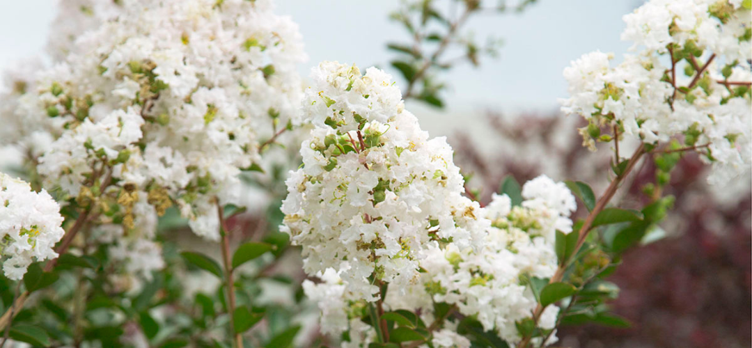 early spring white flowering trees