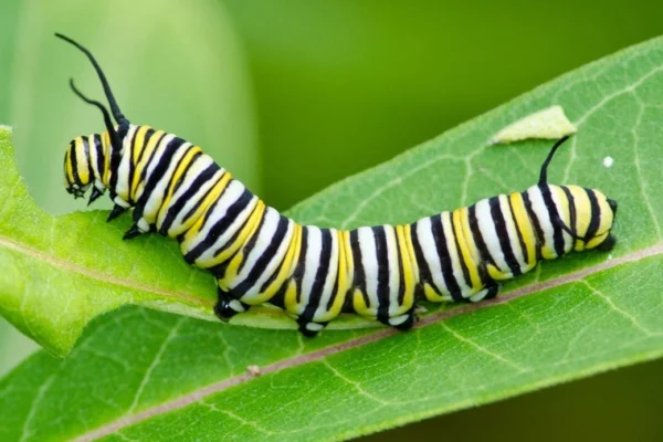how do the moth larvae survive predators