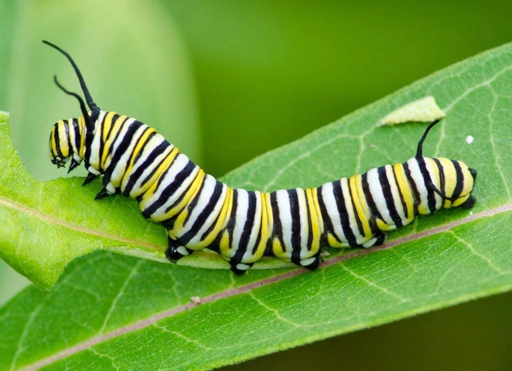 how do the moth larvae survive predators