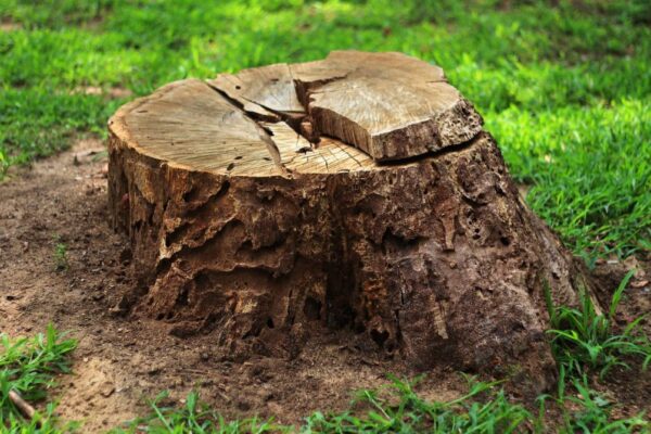 how much stump out do i need