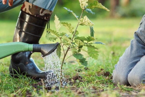 how soon after stump grinding can you plant