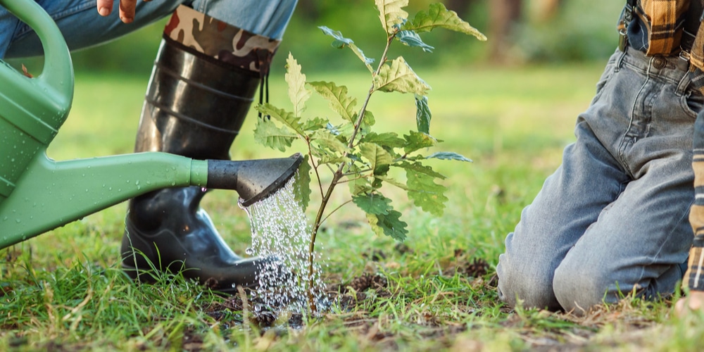 how soon after stump grinding can you plant