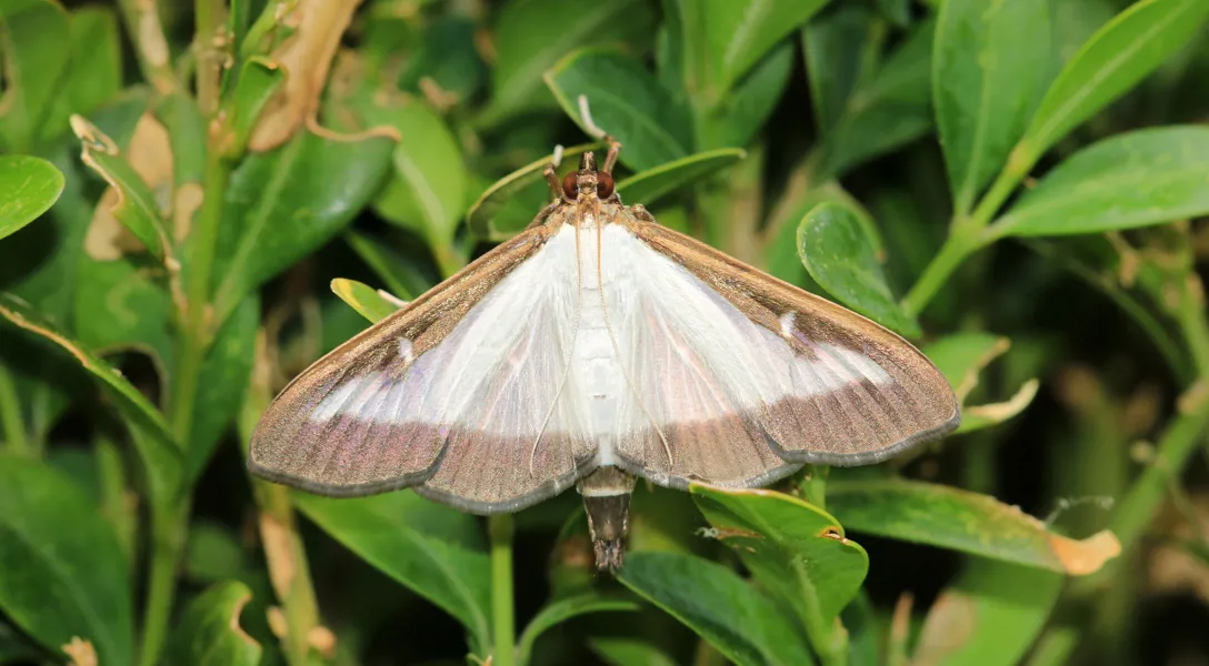 moth repellent tree